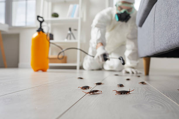Trusted Cockroach Control service in Pasadena Hills, MO - Nex Pest Control